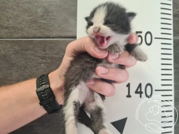 Znaleziono kota, Chełmek, 3 września 2025