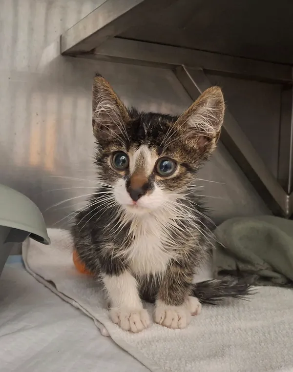 Kot do adopcji, Olsztyn, 28 sierpnia 2025
