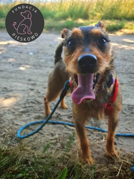 Pies do adopcji, Wolsztyn, 3 września 2025