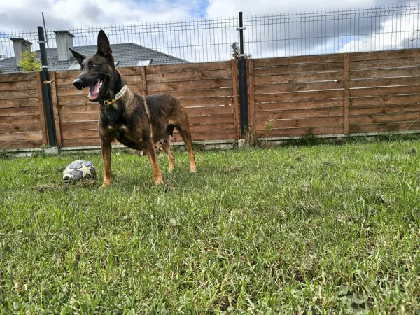 Znaleziono psa, Chojnice, 3 września 2025 (2/5)