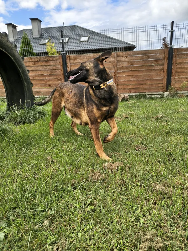 Znaleziono psa, Chojnice, 3 września 2025 (3/5)