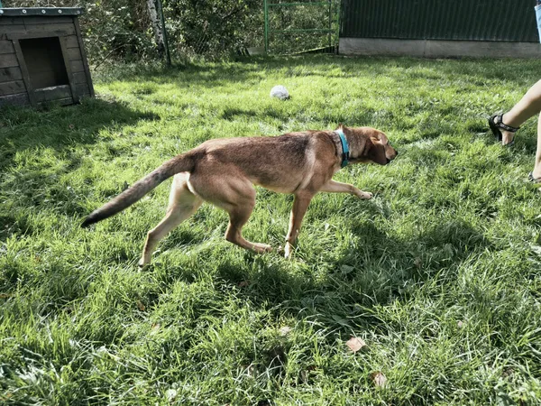 Znaleziono psa, Chojnice, 3 września 2025 (2/4)