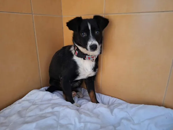 Znaleziono psa, Chojnice, 3 września 2025 (4/4)