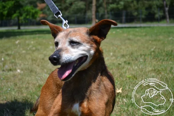 Pies do adopcji, Chełmek, 21 lipca 2025