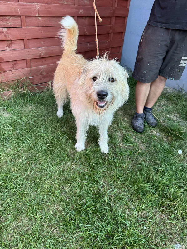 Znaleziono psa, Czartki, 2 września 2025