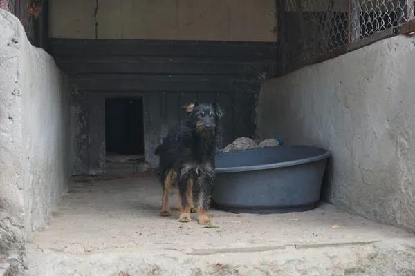 Pies do adopcji, Milanówek, 10 września 2025 (3/5)