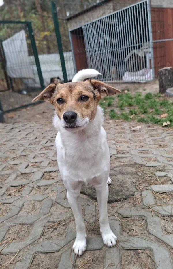 Pies do adopcji, Milanówek, 21 grudnia 2025 (1/5)