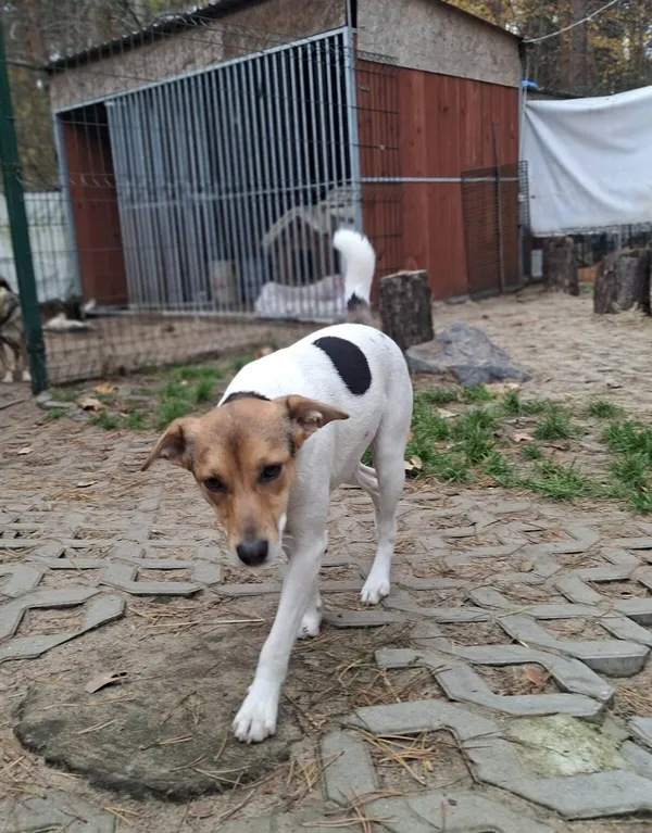 Pies do adopcji, Milanówek, 21 grudnia 2025 (4/5)