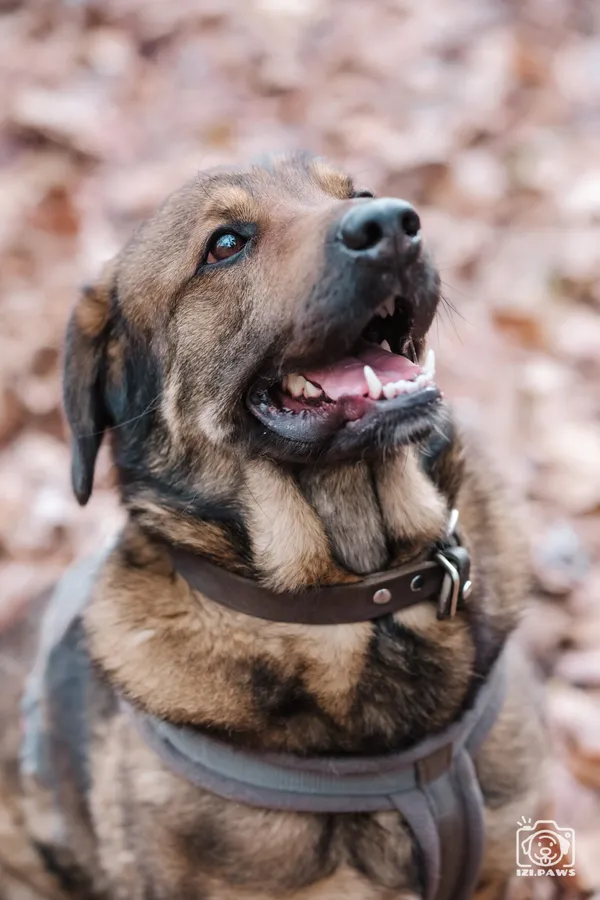 Pies do adopcji, Milanówek, 1 grudnia 2025 (3/5)