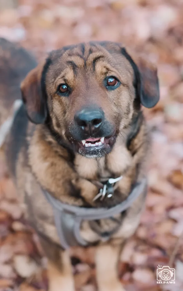 Pies do adopcji, Milanówek, 1 grudnia 2025 (4/5)