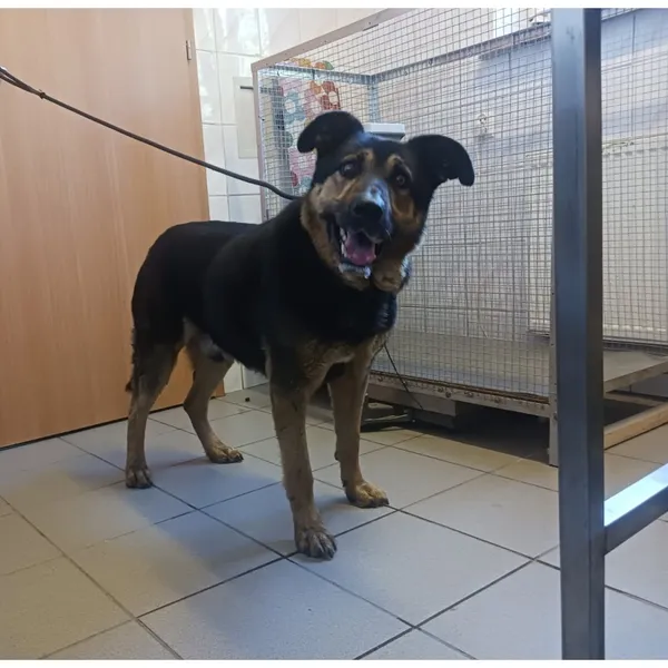 Znaleziono psa, Białystok, 2 września 2025