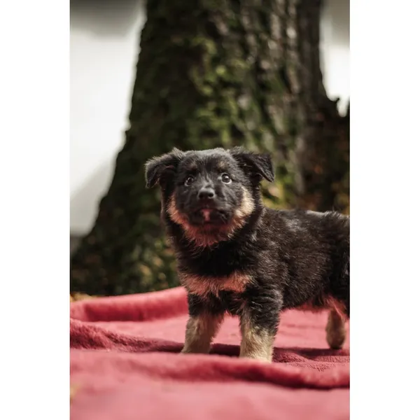 Znaleziono psa, Białystok, 13 sierpnia 2025 (2/5)