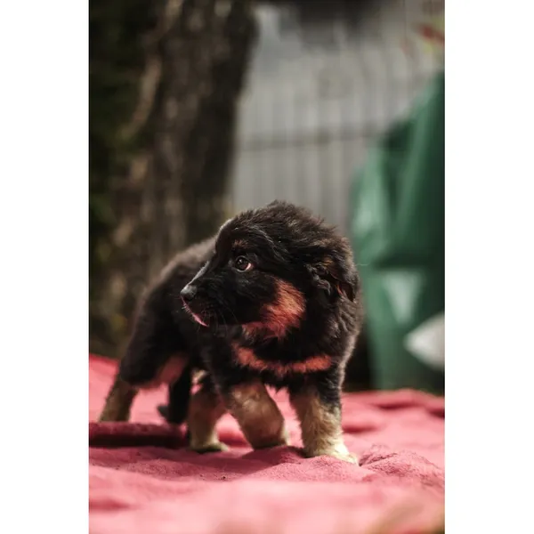 Znaleziono psa, Białystok, 13 sierpnia 2025 (4/5)