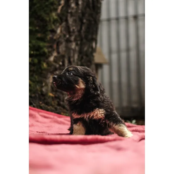 Znaleziono psa, Białystok, 13 sierpnia 2025 (5/5)