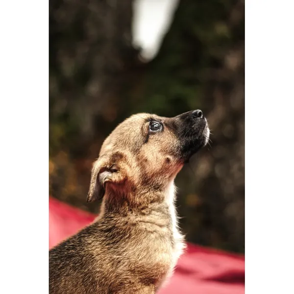 Znaleziono psa, Białystok, 13 sierpnia 2025 (4/5)