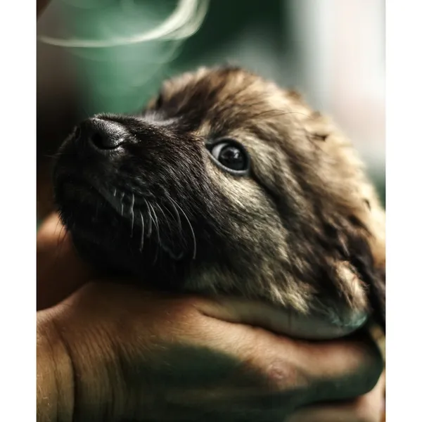 Znaleziono psa, Białystok, 13 sierpnia 2025 (3/5)