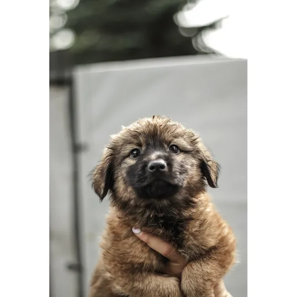 Znaleziono psa, Białystok, 13 sierpnia 2025 (4/5)