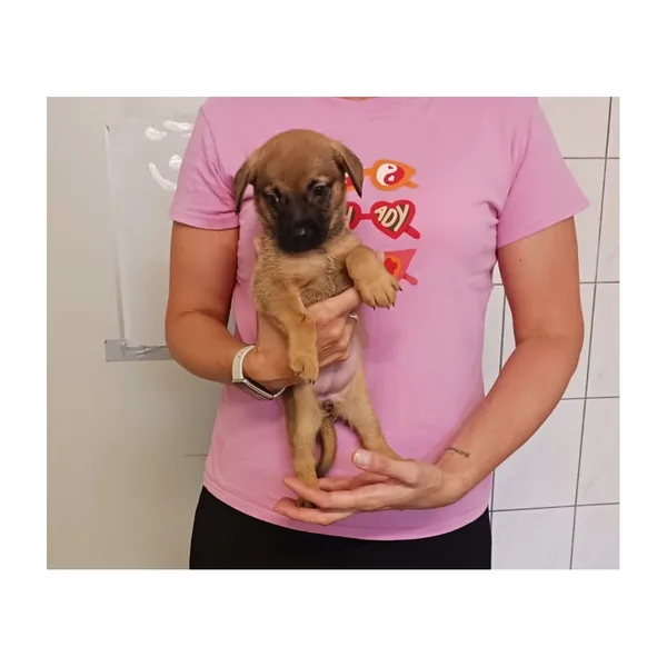 Znaleziono psa, Białystok, 13 sierpnia 2025 (5/5)