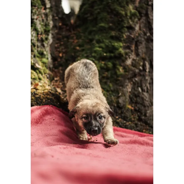 Znaleziono psa, Białystok, 13 sierpnia 2025 (3/5)