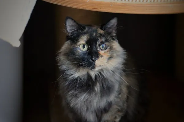 Kot do adopcji, Dłużyna Górna, 3 września 2025 (1/5)