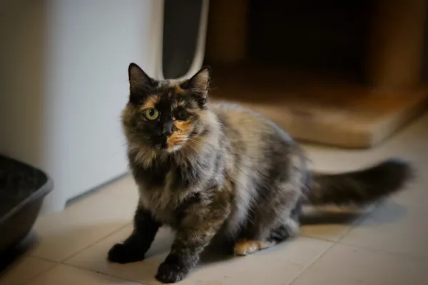 Kot do adopcji, Dłużyna Górna, 3 września 2025 (2/5)