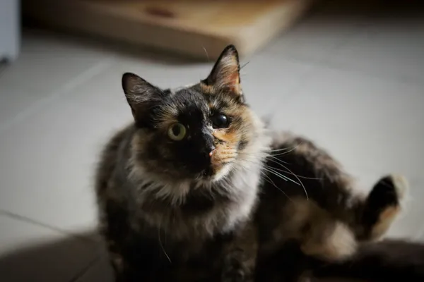 Kot do adopcji, Dłużyna Górna, 3 września 2025 (3/5)