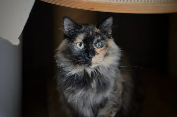 Kot do adopcji, Dłużyna Górna, 3 września 2025 (4/5)