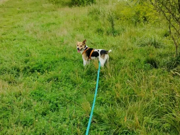 Pies do adopcji, Pawłowo, 3 września 2025 (1/3)