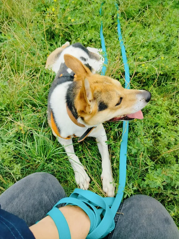 Pies do adopcji, Pawłowo, 3 września 2025 (3/3)