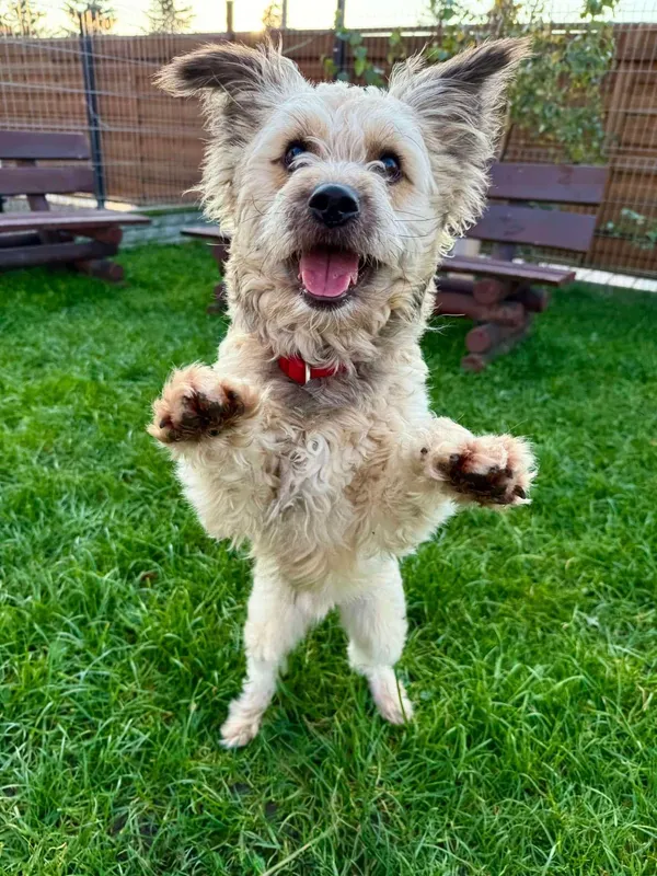 Znaleziono psa, Chojnice, 3 września 2025 (3/5)