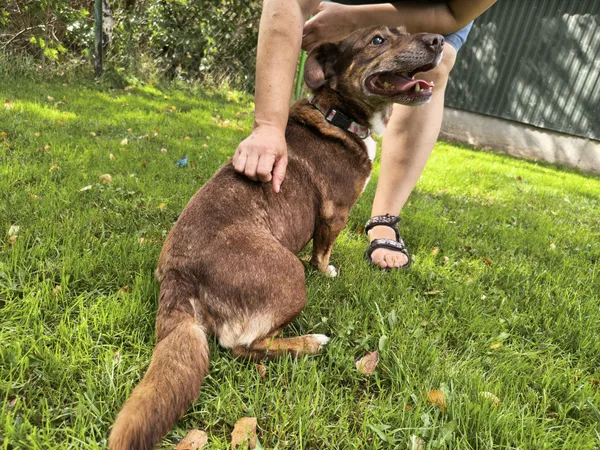 Znaleziono psa, Chojnice, 3 września 2025 (2/5)