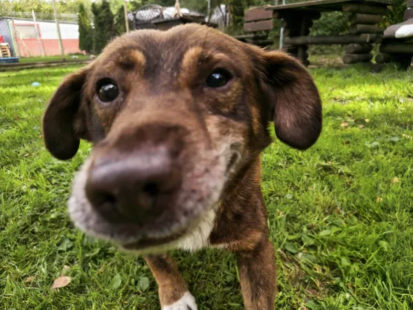 Znaleziono psa, Chojnice, 3 września 2025 (3/5)