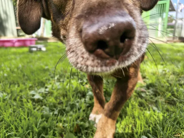 Znaleziono psa, Chojnice, 3 września 2025 (4/5)