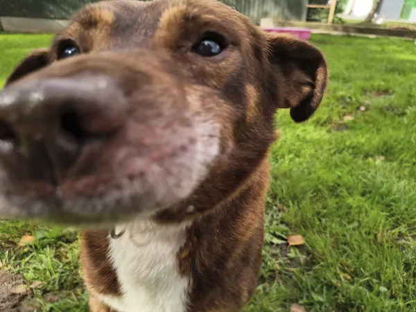 Znaleziono psa, Chojnice, 3 września 2025 (5/5)