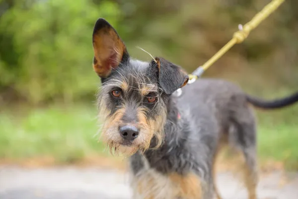 Pies do adopcji, Nowodwór, 2 września 2025 (1/5)