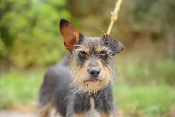 Pies do adopcji, Nowodwór, 2 września 2025 (3/5)