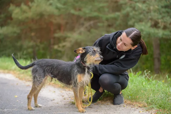 Pies do adopcji, Nowodwór, 2 września 2025 (4/5)