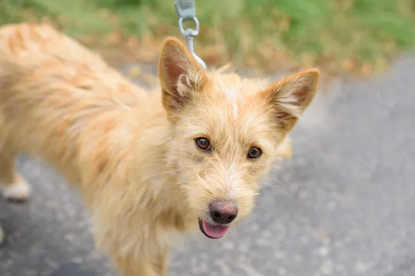 Pies do adopcji, Nowodwór, 2 września 2025 (1/5)