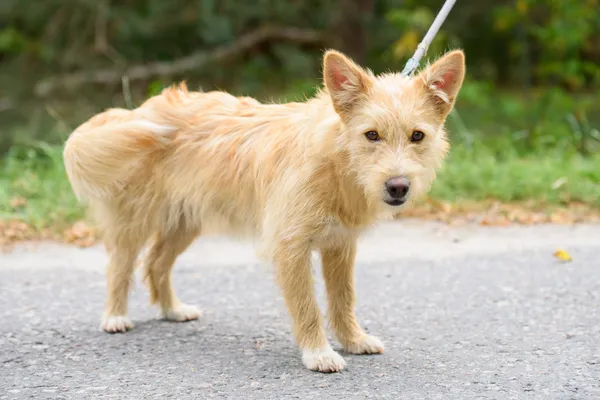 Pies do adopcji, Nowodwór, 2 września 2025 (2/5)