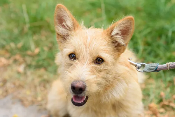 Pies do adopcji, Nowodwór, 2 września 2025 (3/5)