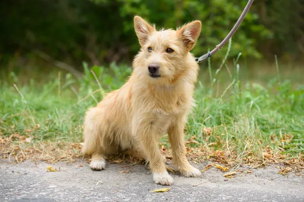 Pies do adopcji, Nowodwór, 2 września 2025 (4/5)