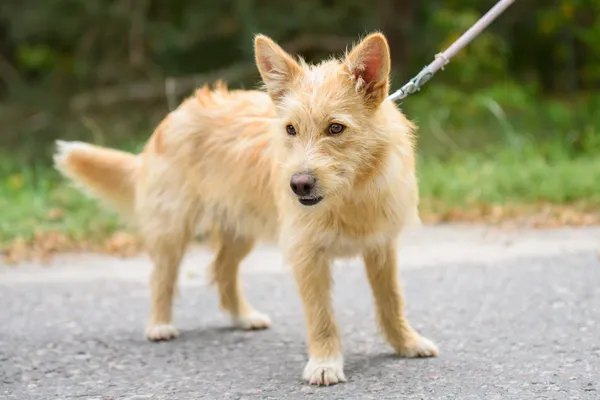 Pies do adopcji, Nowodwór, 2 września 2025 (5/5)