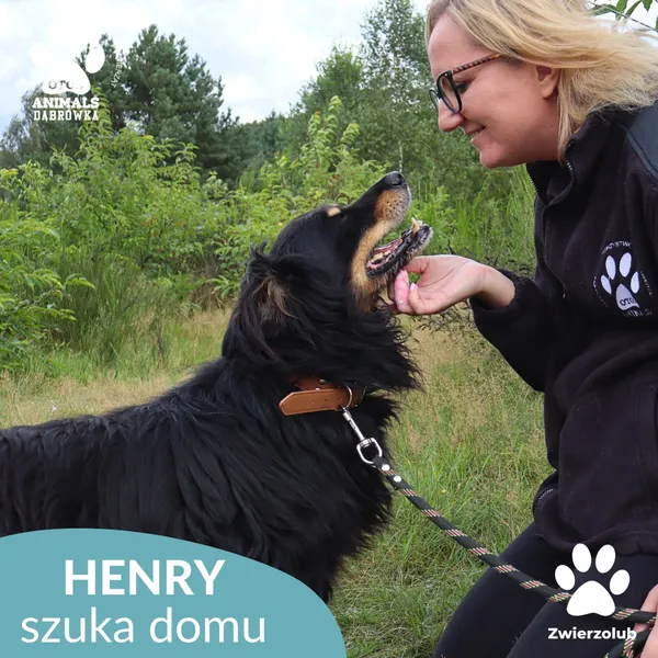 Pies do adopcji, Dąbrówka, 2 września 2025 (1/4)