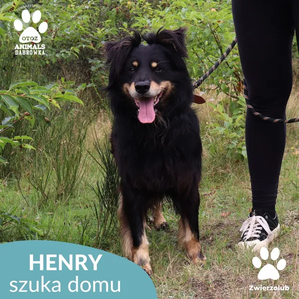 Pies do adopcji, Dąbrówka, 2 września 2025 (2/4)