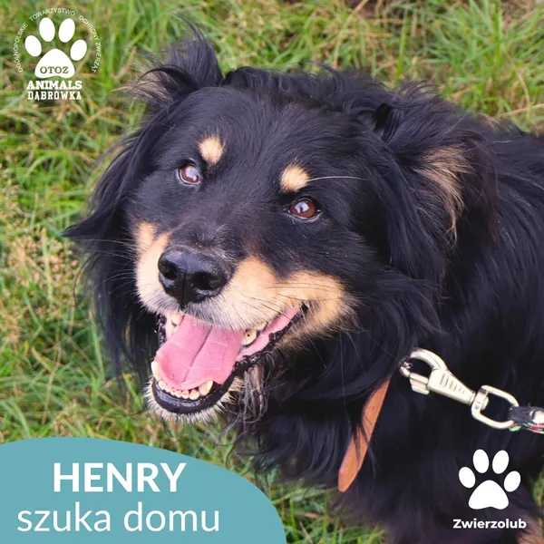 Pies do adopcji, Dąbrówka, 2 września 2025 (4/4)