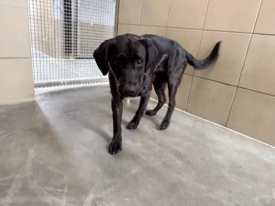 Pies do adopcji, Kraków, 20 sierpnia 2025