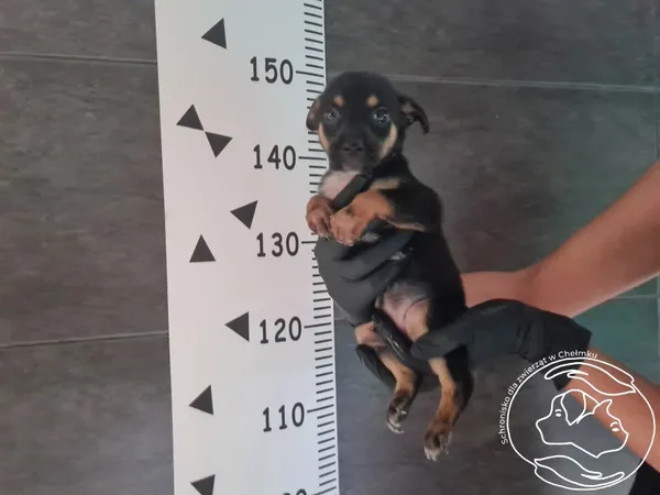 Znaleziono psa, Chełmek, 2 września 2025