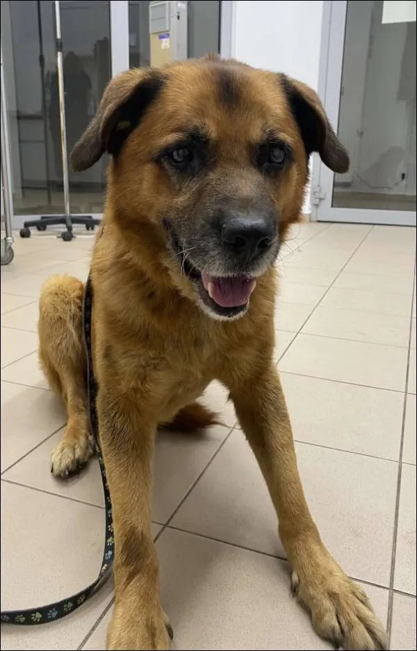 Znaleziono psa, Grudziądz, 2 września 2025