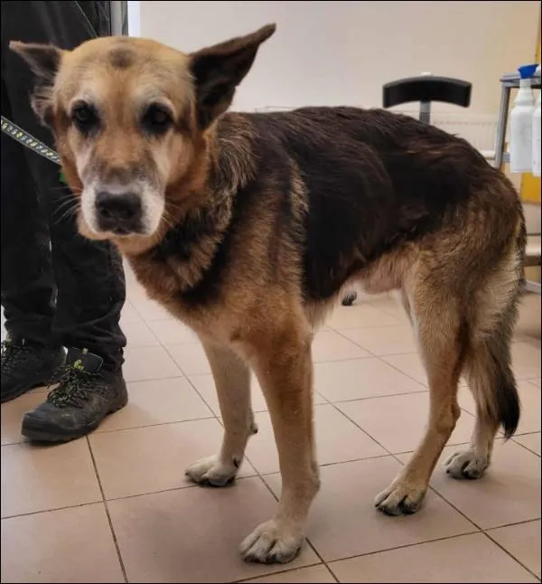 Znaleziono psa, Grudziądz, 28 sierpnia 2025