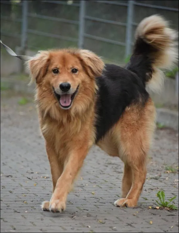 Znaleziono psa, Grudziądz, 30 grudnia 2024